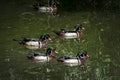 Portrait of Four Drake Wood Ducks